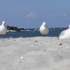 Leider ohne Strandkorb :-(