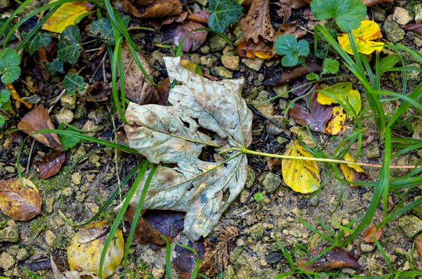 Leider schon wieder Herbst