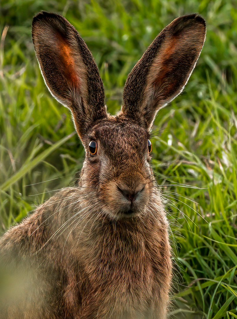 "Leider schon wieder nur'n Hasi vom Felde" (1/50 sec. Belichtung)