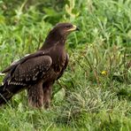 Leider selten: Nachwuchs bei den Schreiadlern