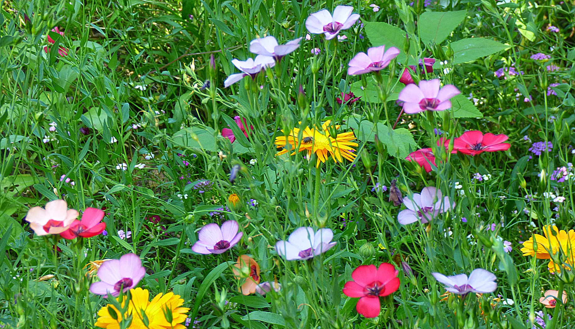 Leider sieht die Wildblumenwiese . . .