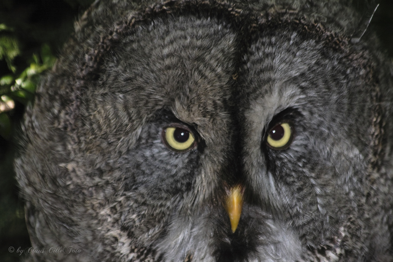 Leider sieht man diese Vögel selten in freier Natur...