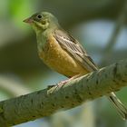 Leider viel zu selten, der Ortolan