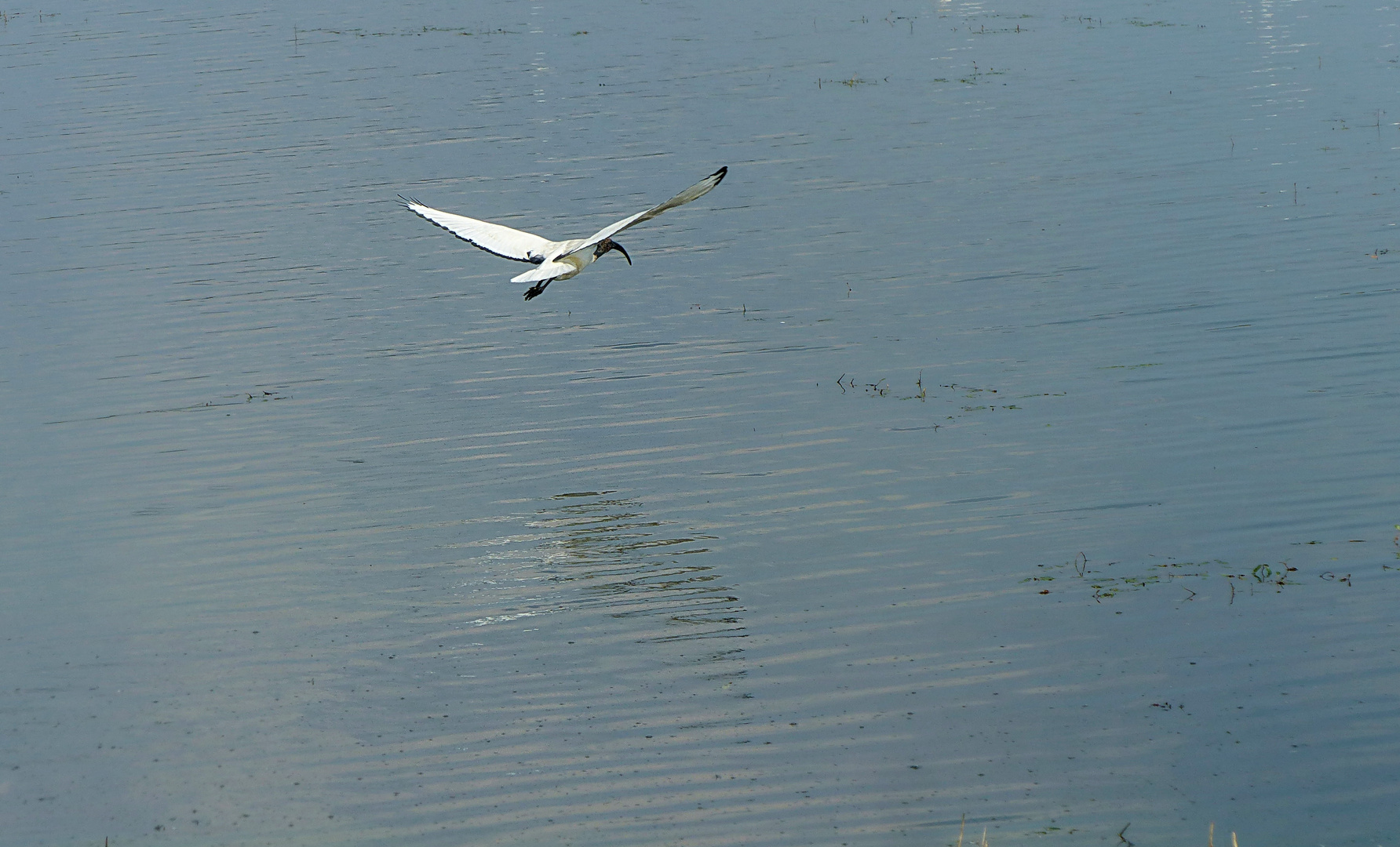  Leider weit  weg der   Heilige Ibis