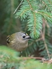 Leider wieder nur ein Wintergoldhähnchen im trüben November 2014 mit ISO 6400