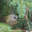 Leider wieder nur ein Wintergoldhähnchen im trüben November 2014 mit ISO 6400