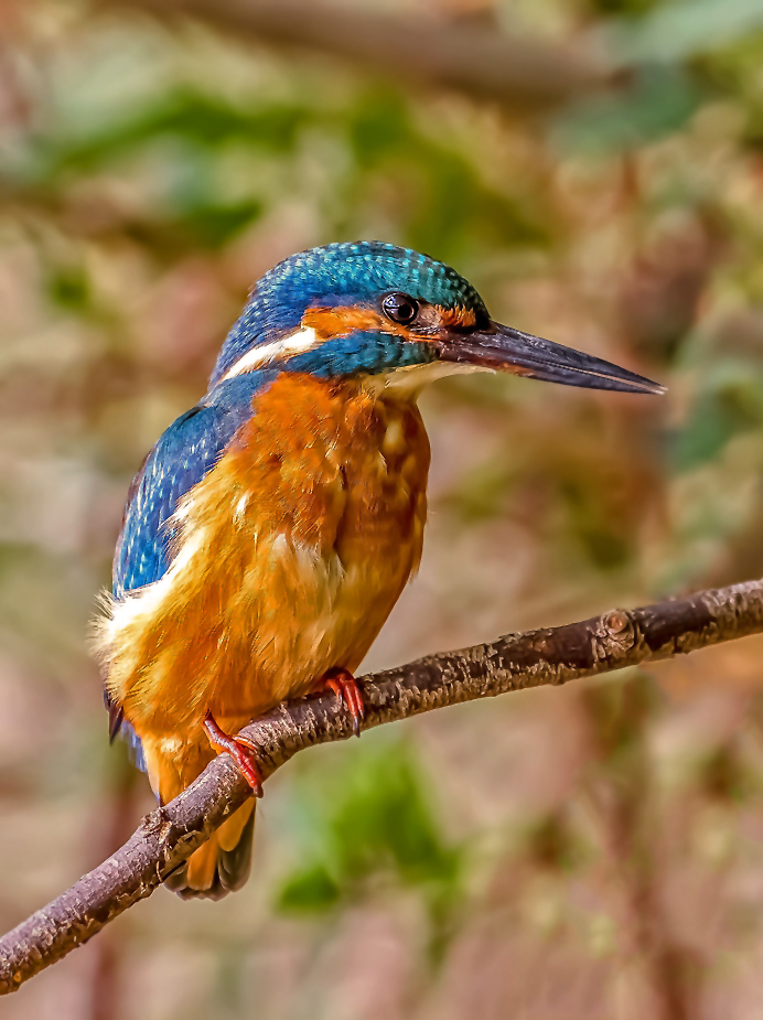 Leider wieder nur einen Eisvogel erwischt