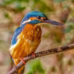 Leider wieder nur einen Eisvogel erwischt