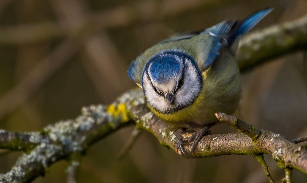 Leider wieder nur ne Blaumeise