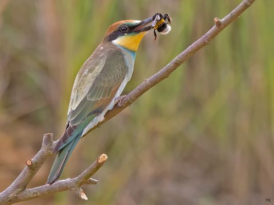    ***       Leider wieder ohne Sonne      ***