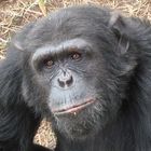 Leidgeprüfter Schimpanse