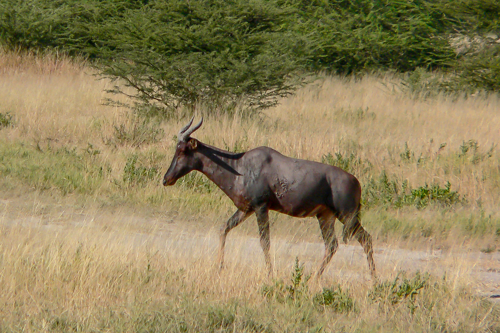 Leier- oder Halbmondantilope (Damaliscus lunatus) - Common Tsessebe