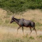 Leier- oder Halbmondantilope (Damaliscus lunatus) - Common Tsessebe