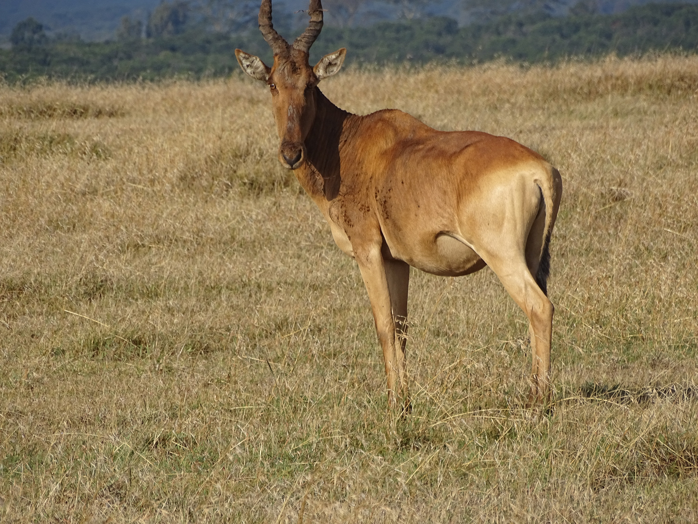 Leierantilope