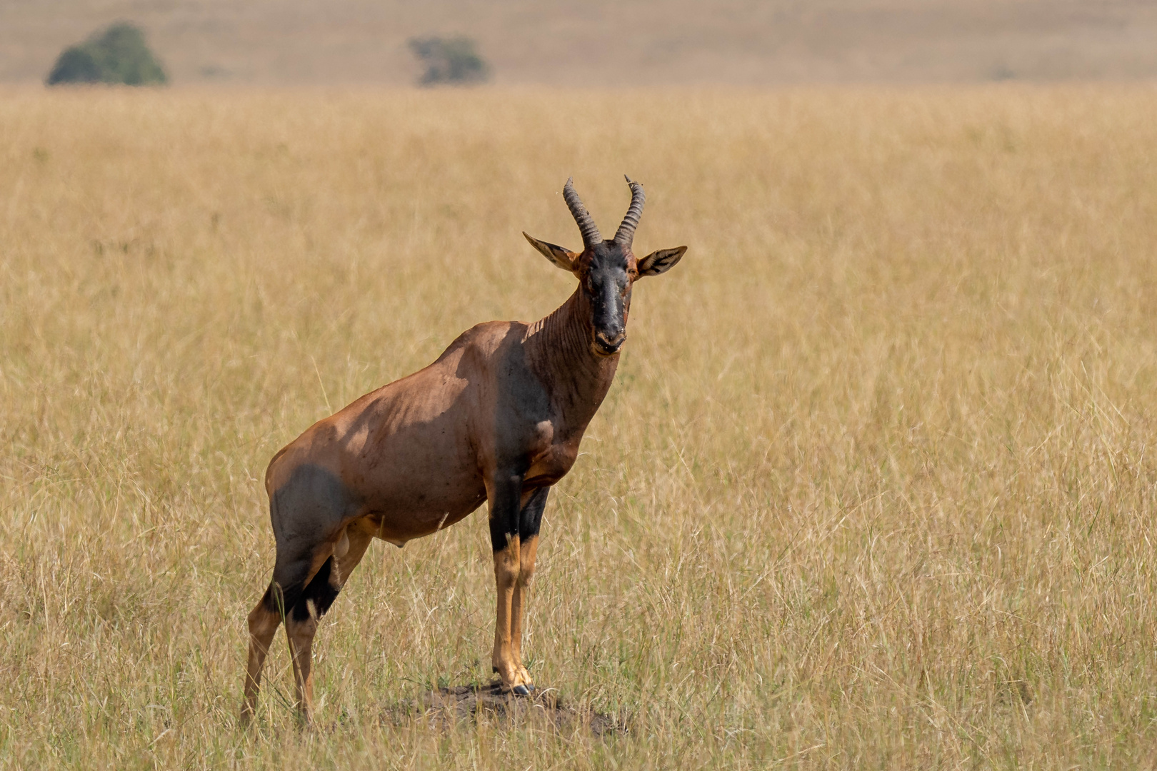 Leierantilope in der Masai Mara