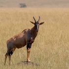 Leierantilope in der Masai Mara