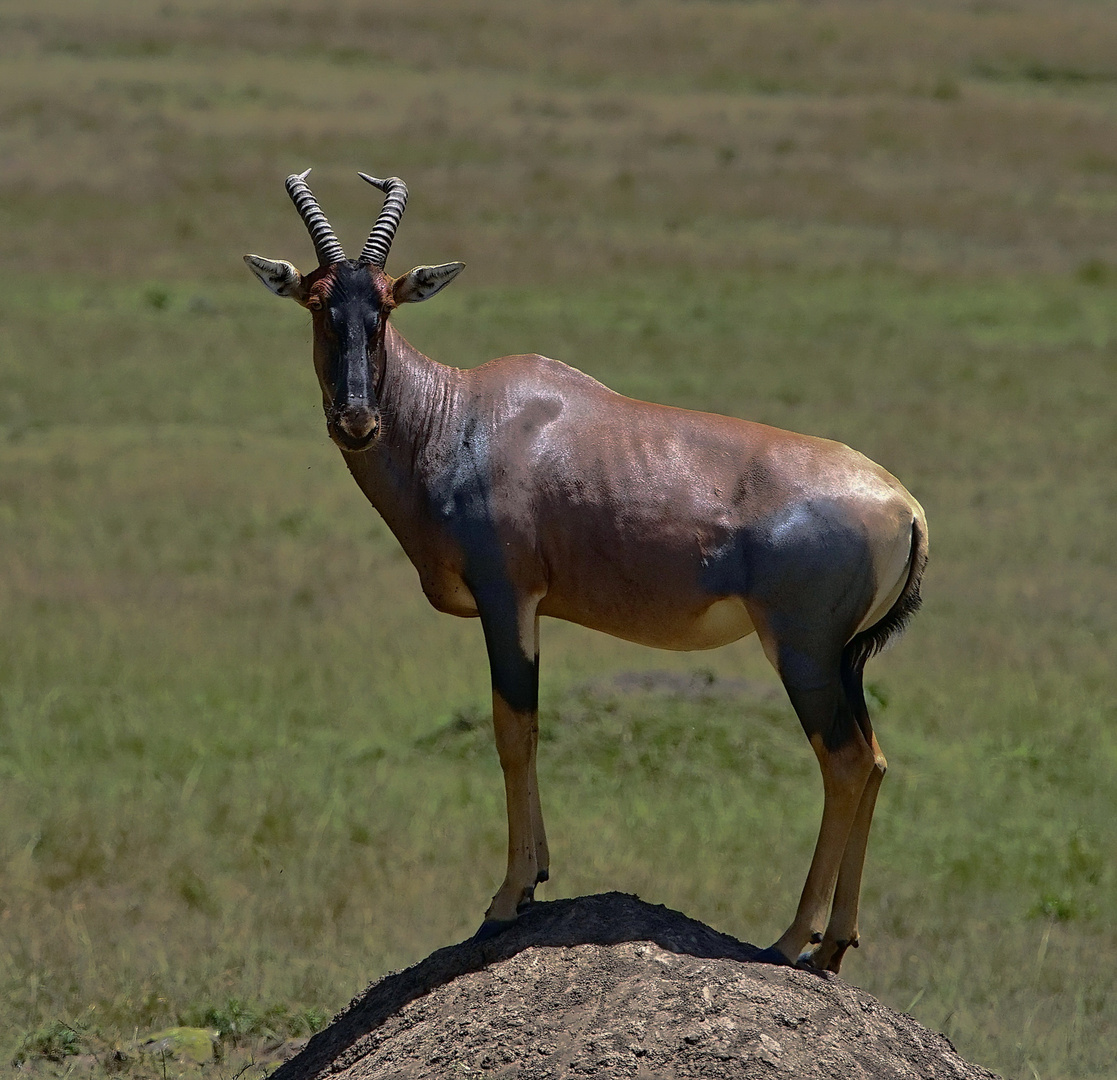 Leierantilope, Jimela