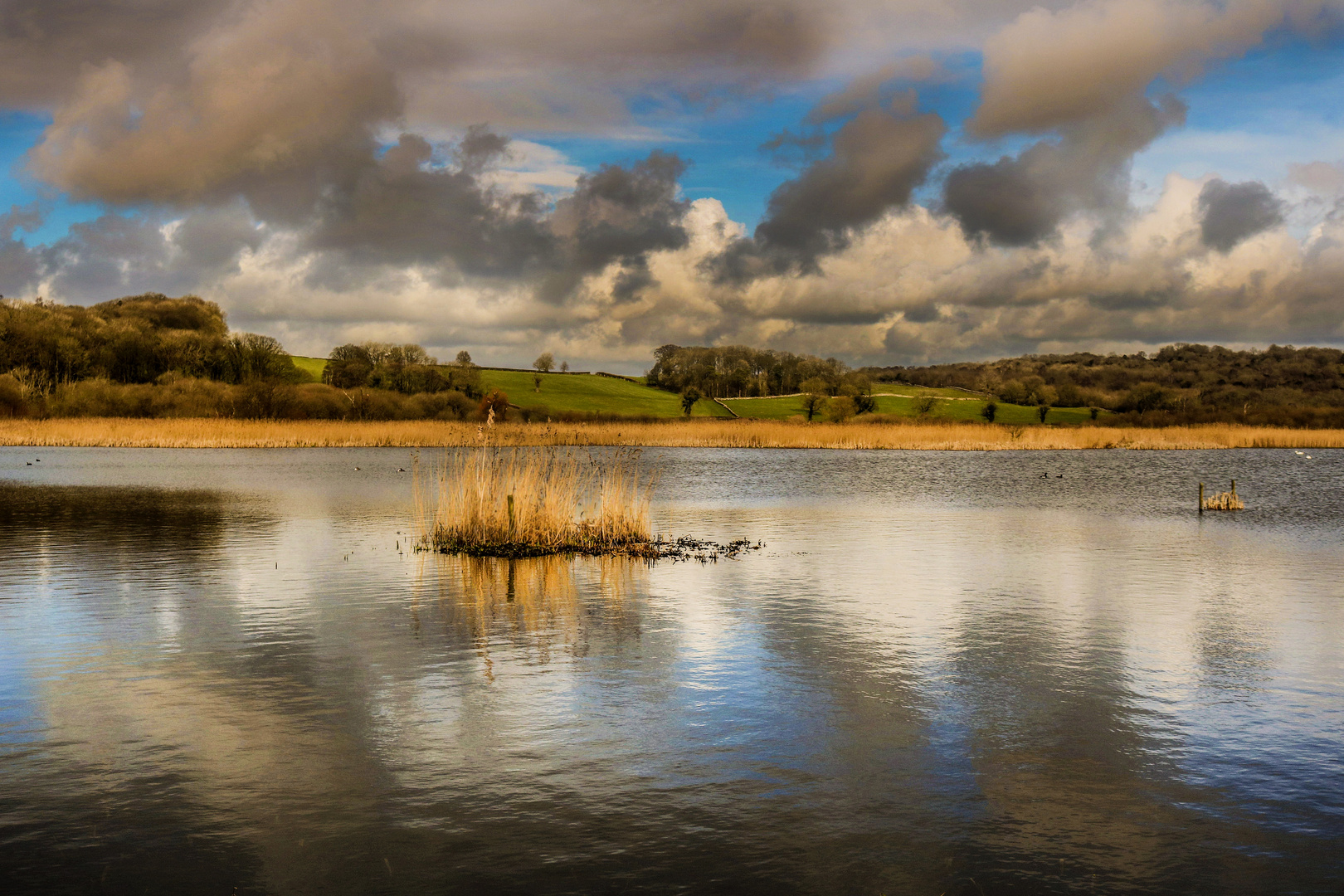 Leighton Moss, Silverdale, England.