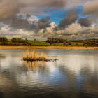 Leighton Moss, Silverdale, England.