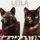 Leila