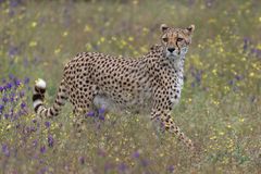 Leila - Cheetahs Rock - Spanien