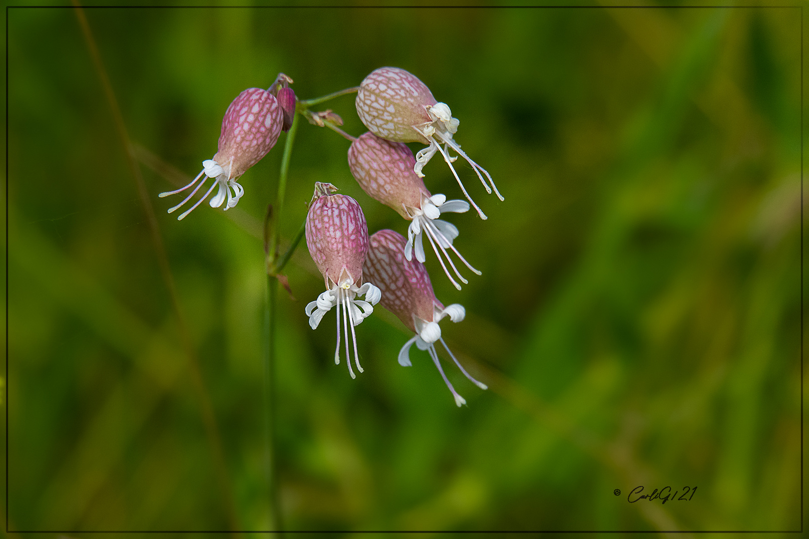 Leimkräuter (Silene) 