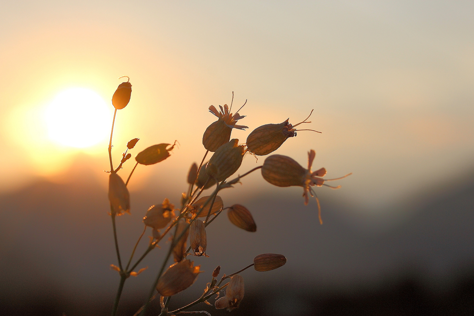 Leimkraut im Sonnenuntergang