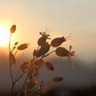 Leimkraut im Sonnenuntergang