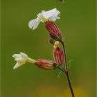 Leimkraut mit Bienchen  .....