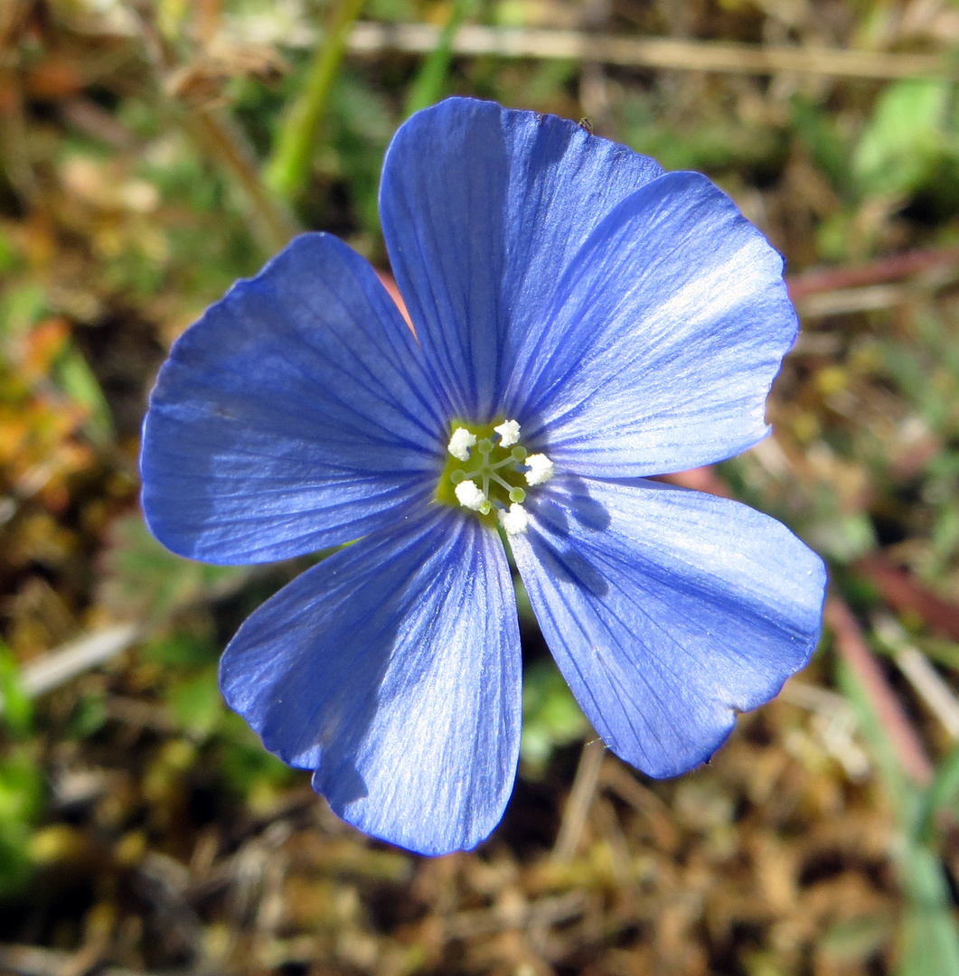 Lein-Blüte