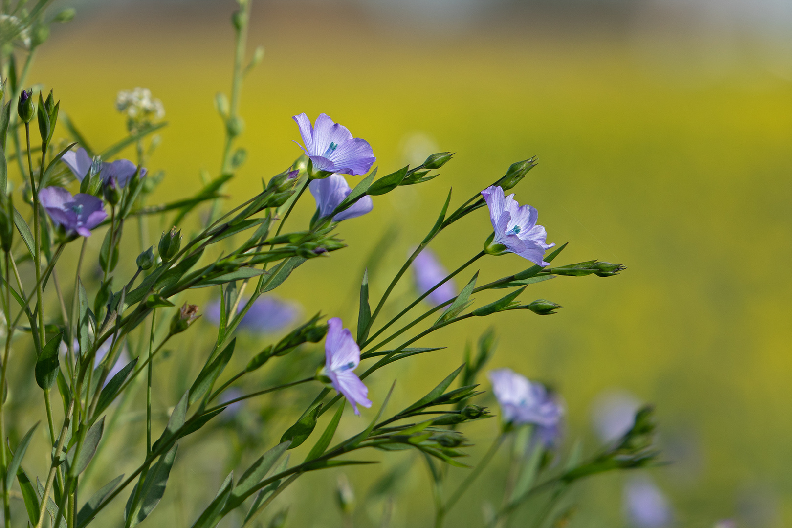 Lein - Blüte 3