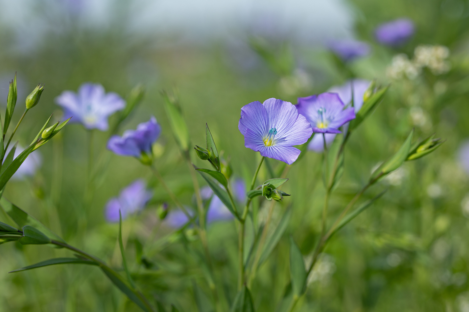 Lein - Blüten 2