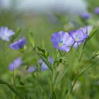 Lein - Blüten 2