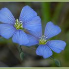  Lein - Blüten