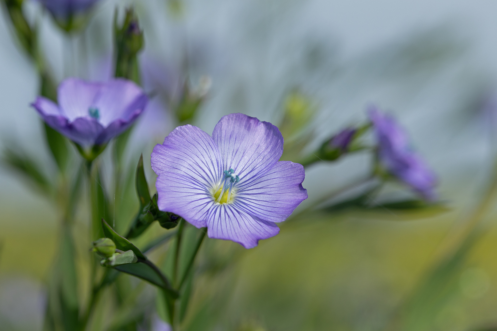 Lein - Blüten