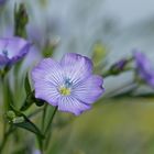 Lein - Blüten