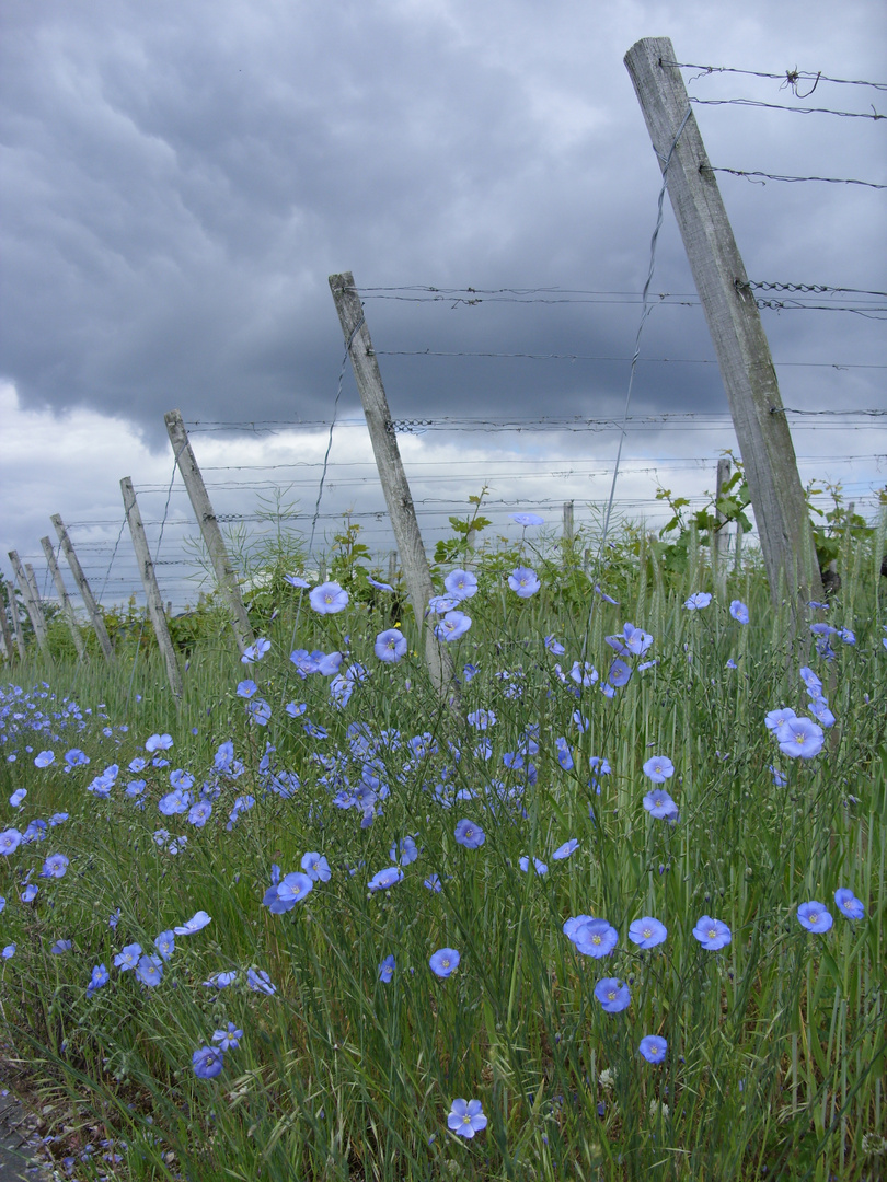 Lein bzw. Flachs (Linum usitatissimum) in einem Weinberg bei Thüngersheim