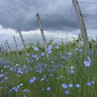 Lein bzw. Flachs (Linum usitatissimum) in einem Weinberg bei Thüngersheim