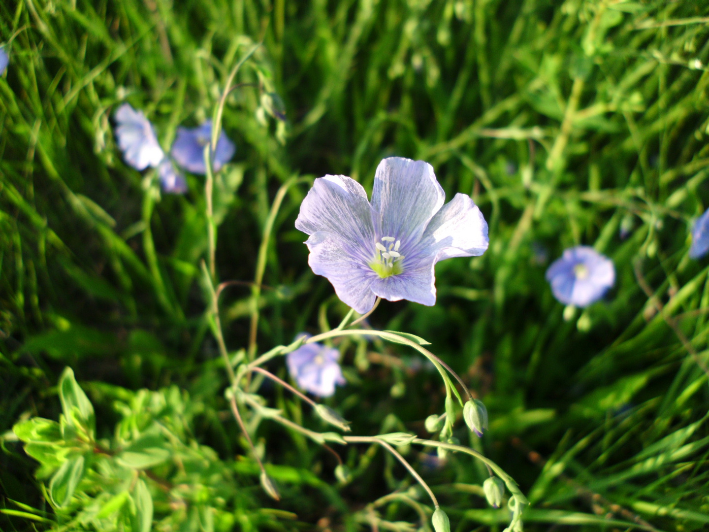 Lein (Flachs) am Feldrand