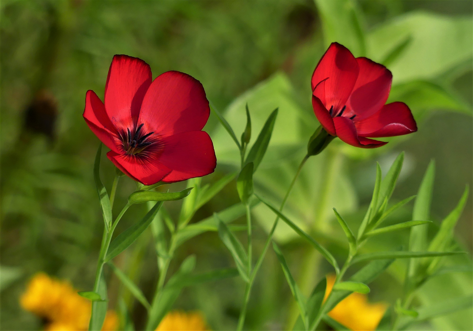 Lein in rot