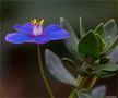 Leinblättrige Gauchheil (Anagallis monelli) oder Mittelmeer Gauchheil. von Thomas Ripplinger 