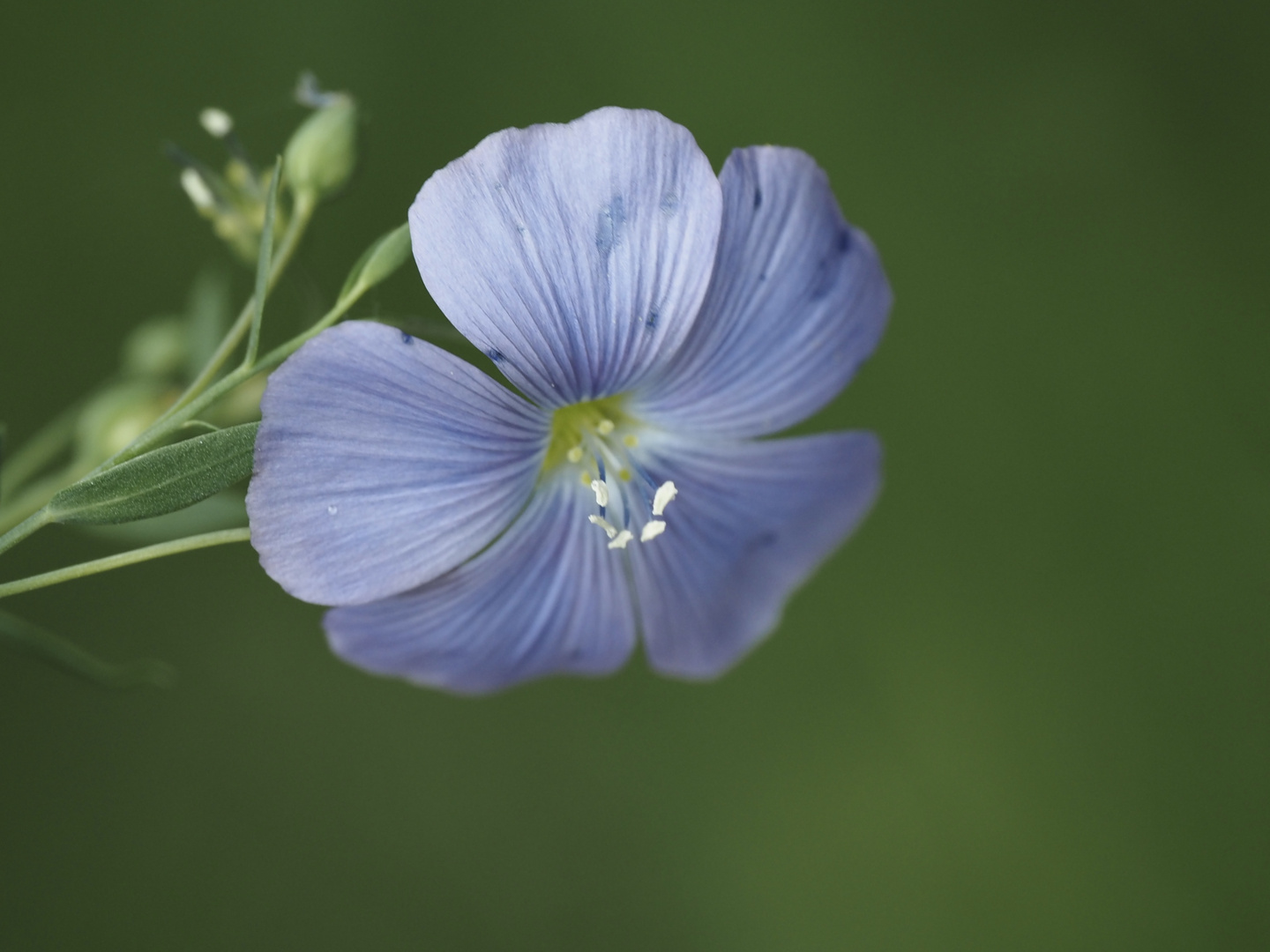 Leinblüte …