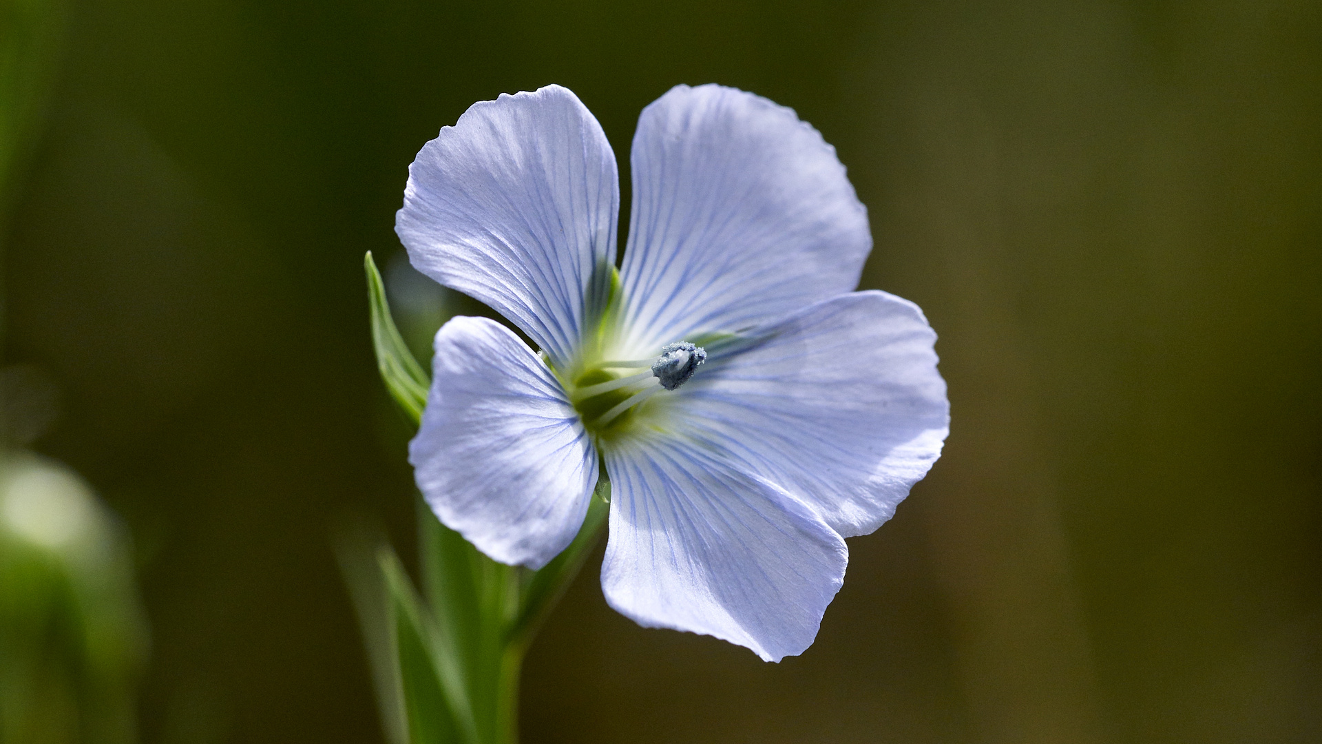 Leinblüte