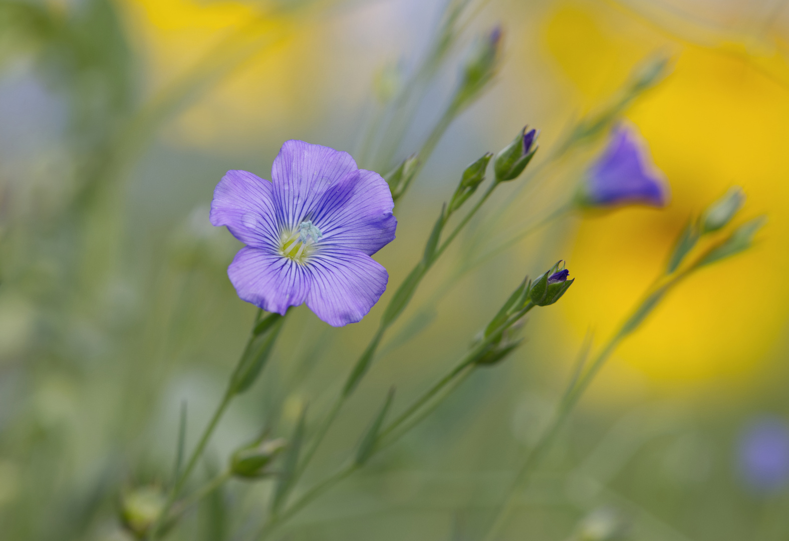 Leinblüte