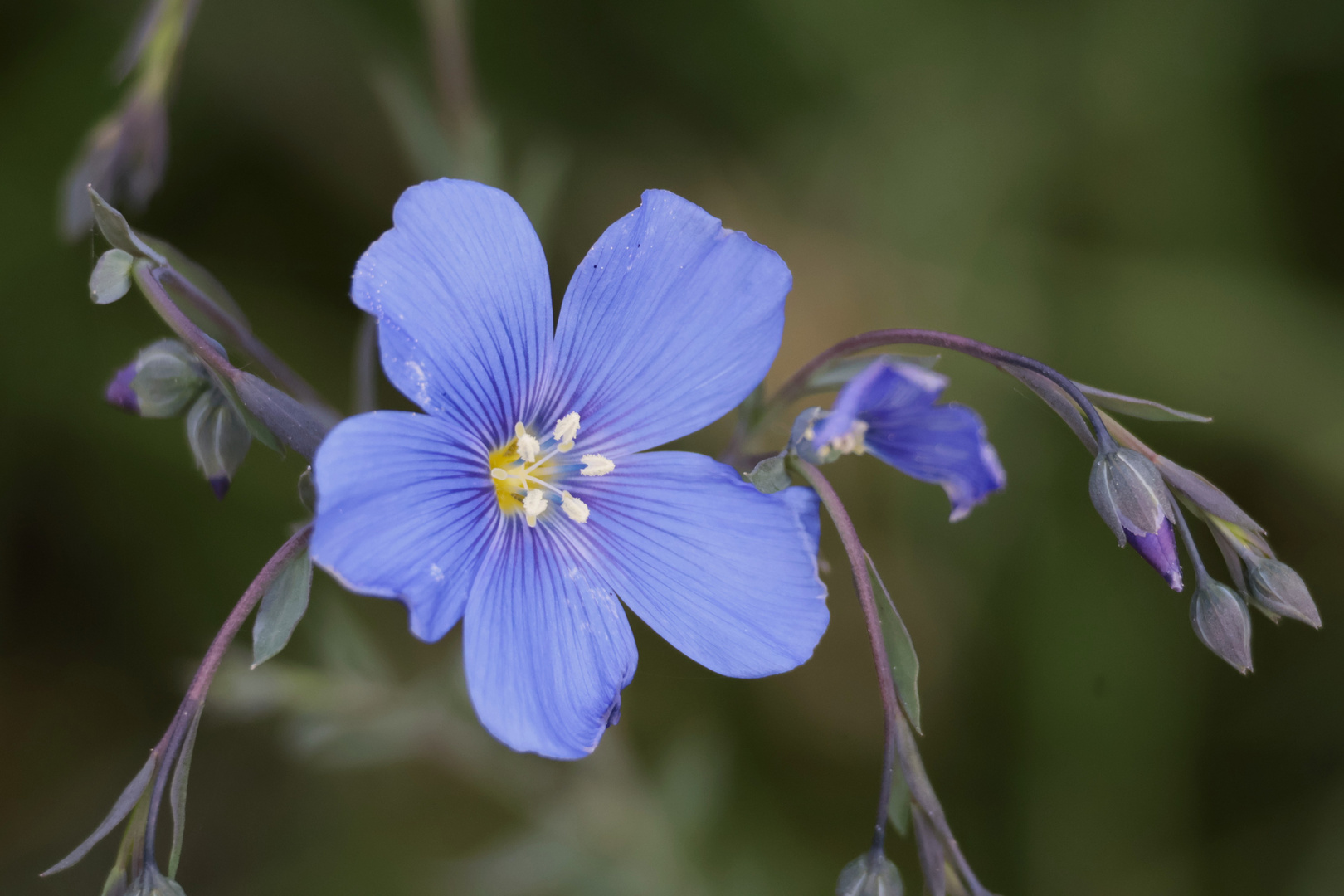 Leinblüte