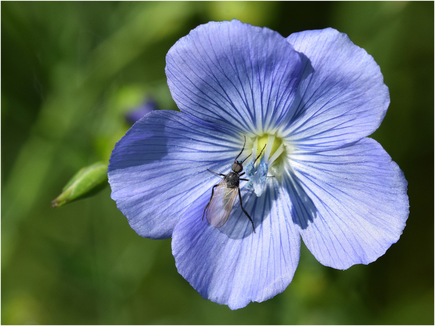 Leinblüte mit schwarzer Tanzfliege.