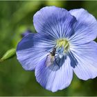 Leinblüte mit schwarzer Tanzfliege.