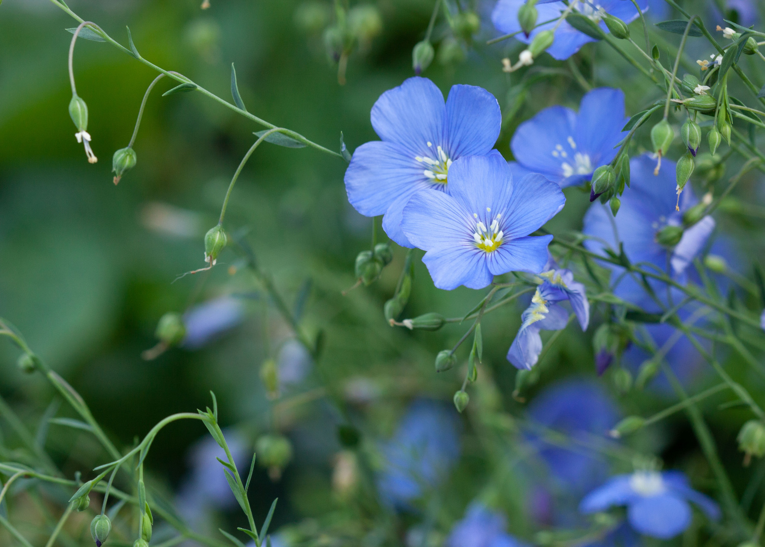 Leinblüten