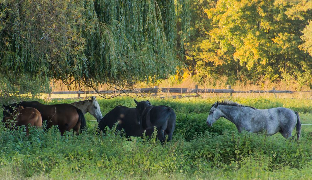 Leineaue - Grasdorf/Hannover