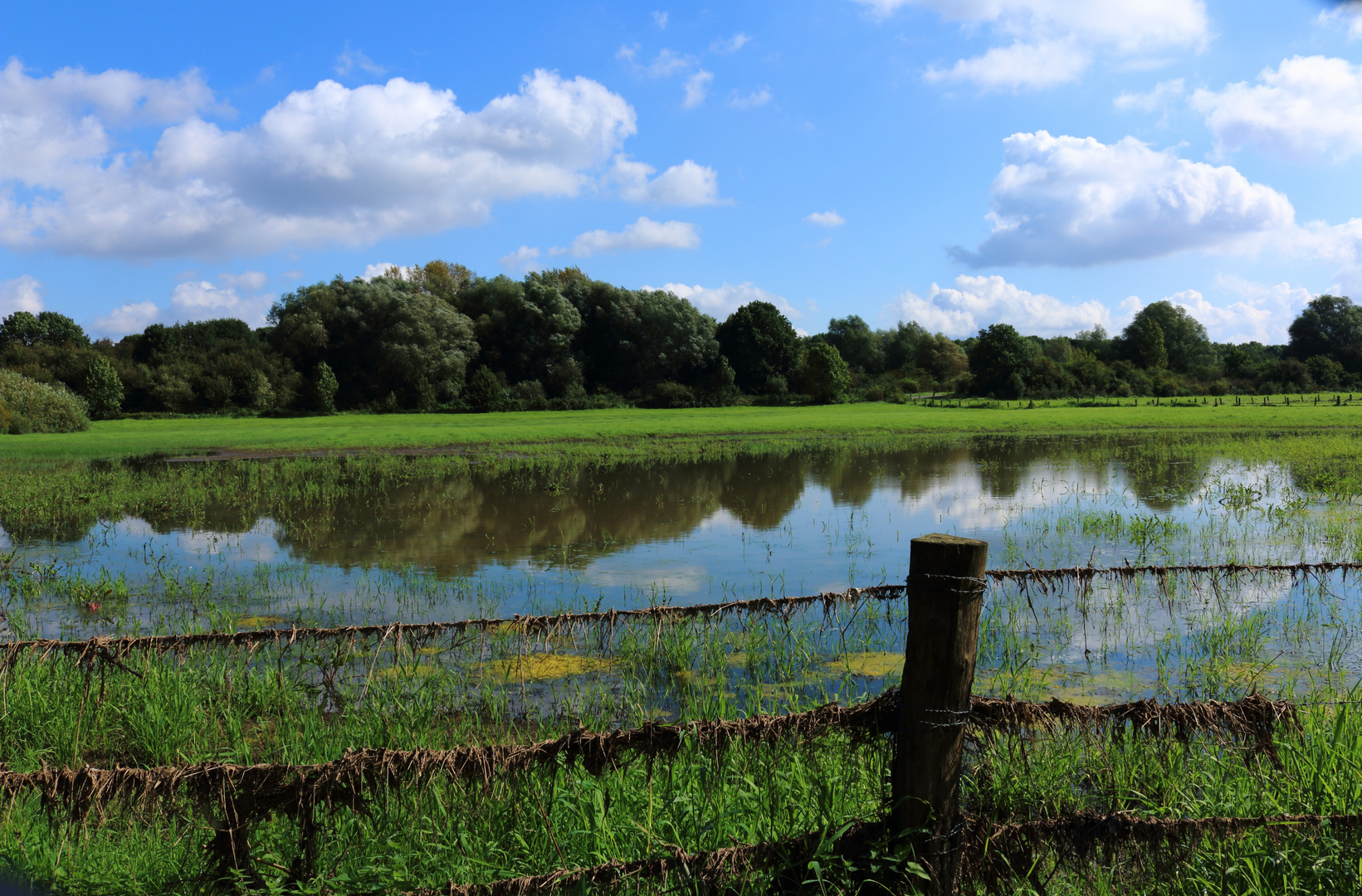 Leineauen in Farbe